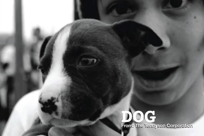 DOG_TTC_001